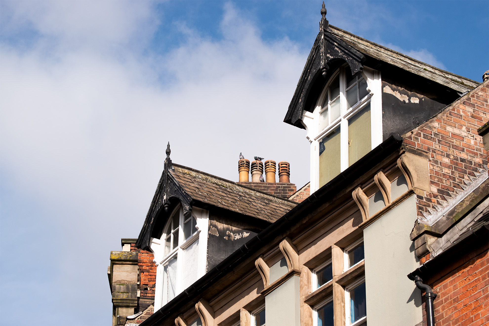 birds on rooftop, viewed from below